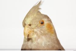 Head Cockatiel